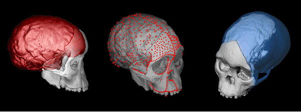 Reconstruction of the famous type specimen of the genus Australopithecus, Taung 1. The face and the endocast have been electronically assembled (yellow) and the missing parts reconstructed (blue) with the help of thin plate spline warping using hundreds of landmarks and semilandmarks from a reference specimen (chimpanzee of the same dental age).