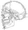 Norma sagittalis