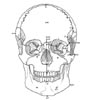 Norma frontalis