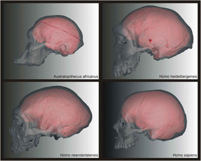 Virtual endocasts and crania