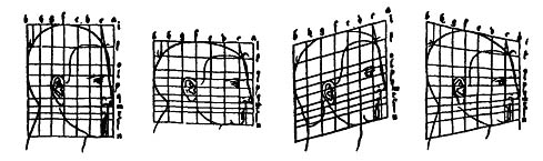 Thin-plate splines depicting the wing shape differences between males