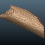 Starosele Neanderthal femur fragment
