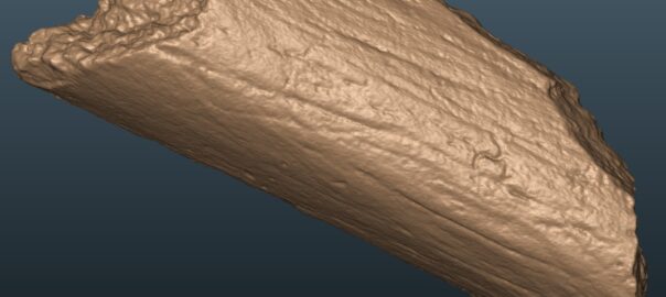 Starosele Neanderthal femur fragment