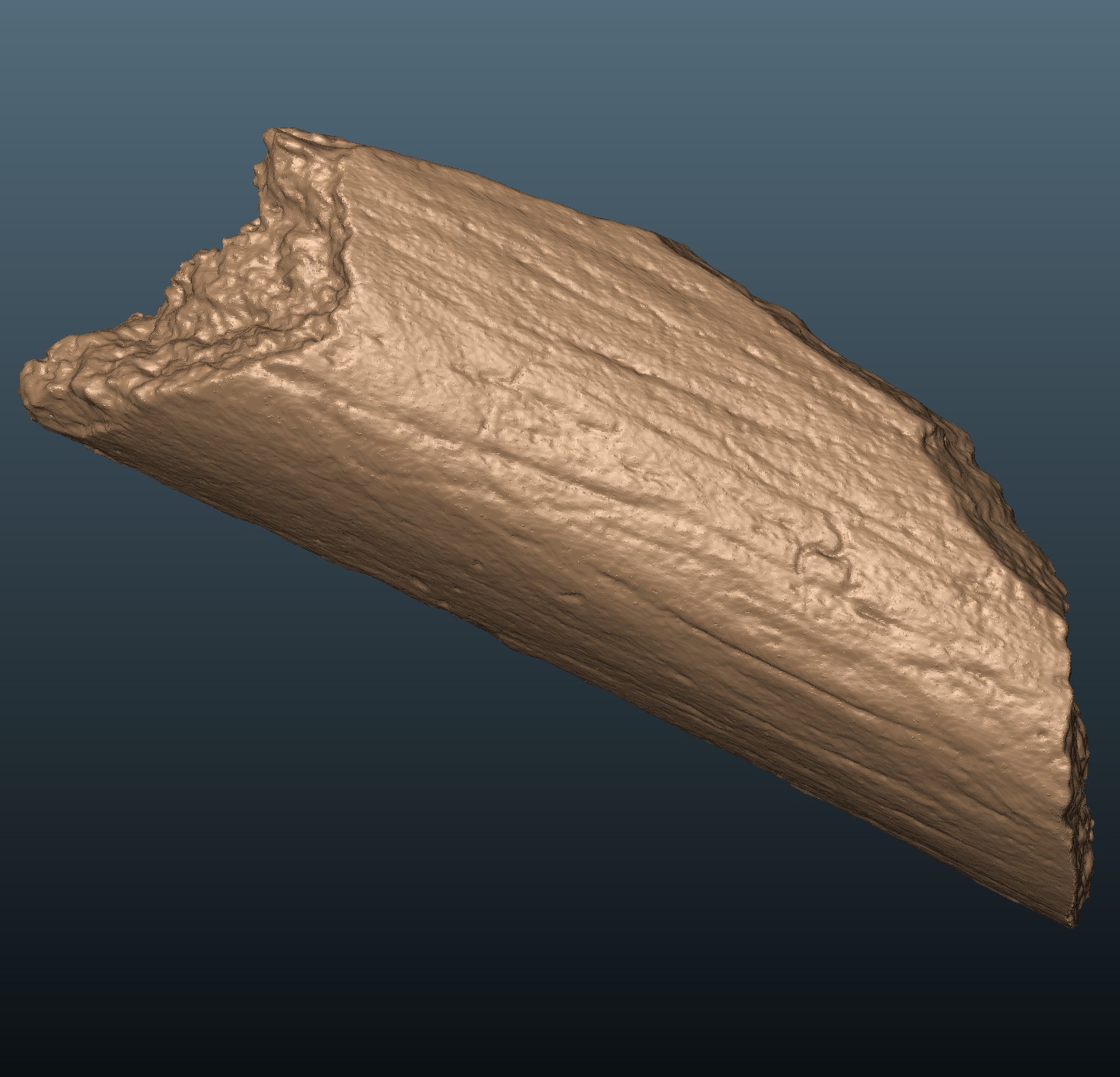 Starosele Neanderthal femur fragment
