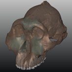3D visualisation of the skull of OH5